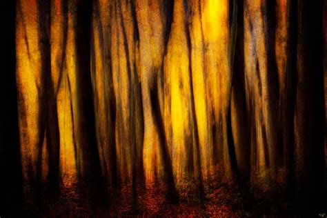 Autumn Forest Abstract Photograph by Chris Lord - Fine Art America