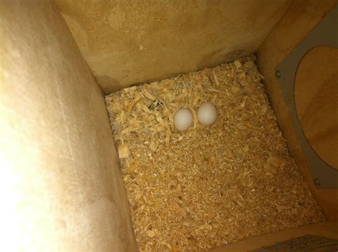 Parrot Breeding: Breeding Boxes / Nesting Boxes