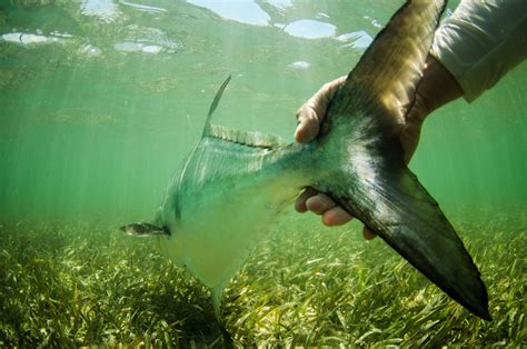 Florida Fish and Wildlife Protects Essential Permit Spawning Habitat - Flylords Mag