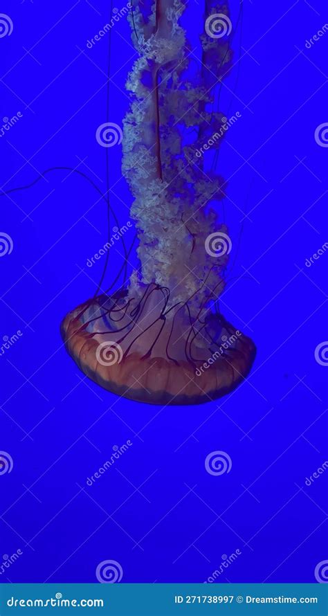 Jellyfish stock image. Image of coral, canada, organ - 271738997