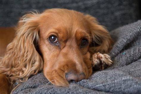 Golden Cocker Retriever – An Ultimate Golden Retriever Cocker Spaniel ...