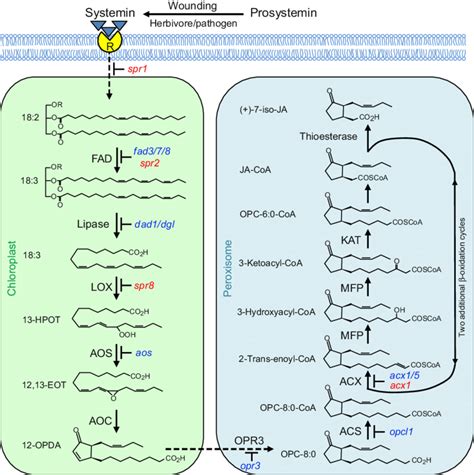 1 Octadecanoid pathway for jasmonic acid (JA) biosynthesis in ...