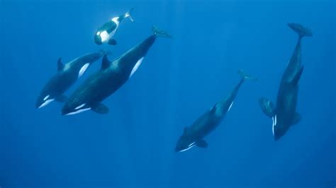 Walrus Vocalizations | Ocean Conservation Research