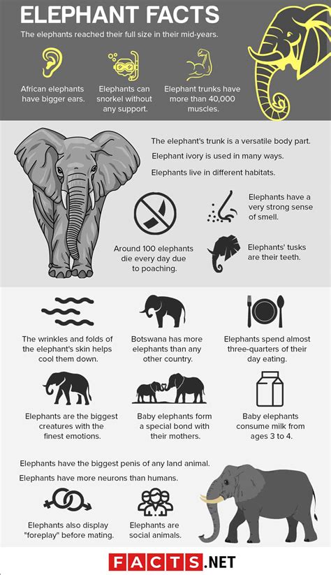 70 Surprising Elephant Facts About The Biggest Land Animal On Earth