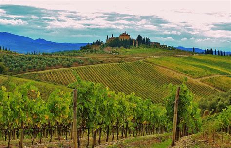 Tuscany-Vineyards - Esclusivo