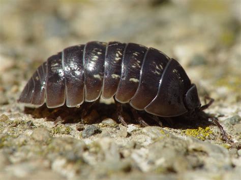 Study Finds ‘Rollie Pollies’ Remove Heavy Metals From Soil, Protects ...