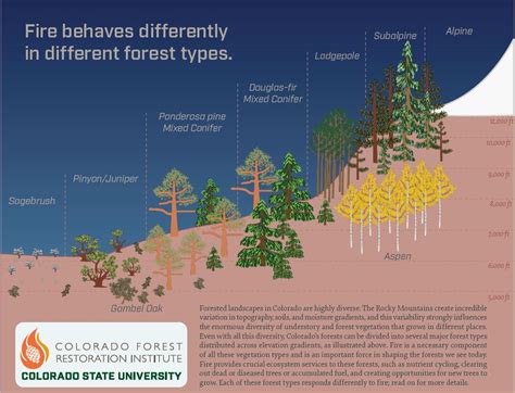 Fire behaves differently in different forest types | Colorado Forest ...