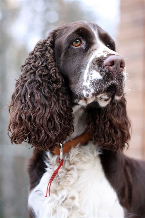 English Springer Spaniel - Top Guide & Facts - Animal Corner