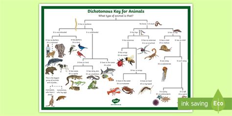 Dichotomous Key Animals Worksheet (teacher made)