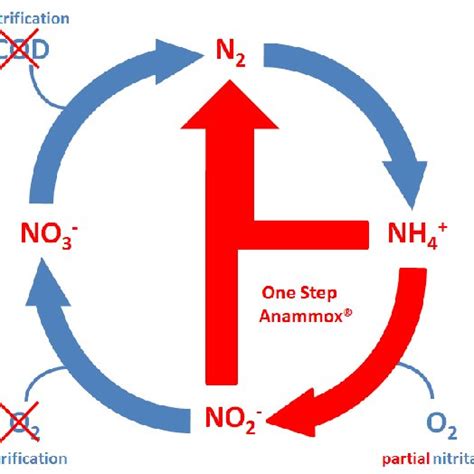 (PDF) The Anammox® process – Design considerations and operational experience.