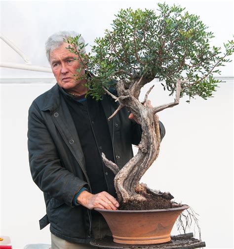 Mastic Tree No.01 – andbonsai