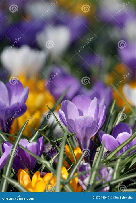 The Big Amount of Purple and Yellow Crocuses Growing in Park Stock ...