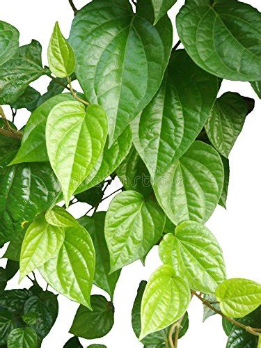 Buy M-Tech Gardens Rare Betel Leaf Live (Piper betle) Medicinal 1 ...