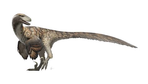 Deinonychus antirrhopus for Wikipedia by FredtheDinosaurman on DeviantArt