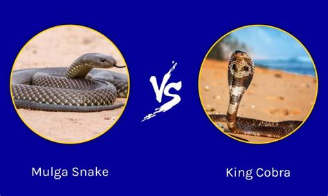 Mulga Snake vs King Cobra: What Are The Differences? - A-Z Animals