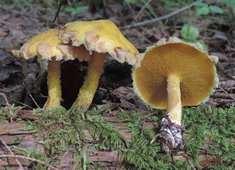 Bolete And Suillus Mushroom Identification, Edibility, And More - Learn Your Land