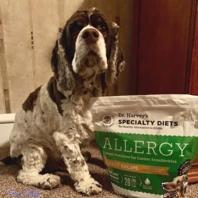 9 Ways To Help A Cocker Spaniel With Food Allergies - Fidose of Reality