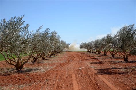 Pruning olive trees: “Without too much wood, the olives will be better and more”