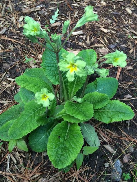 Primrose | Plants, Garden, Primrose