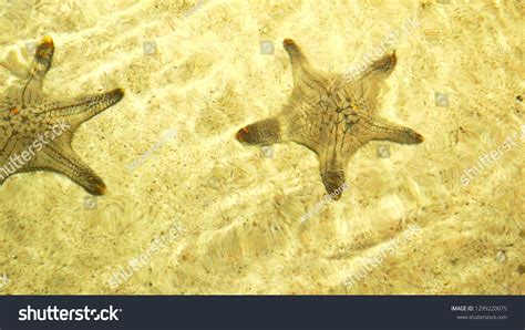 Underwater World Starfish Under Clear Water Stock Photo 1299220075 | Shutterstock