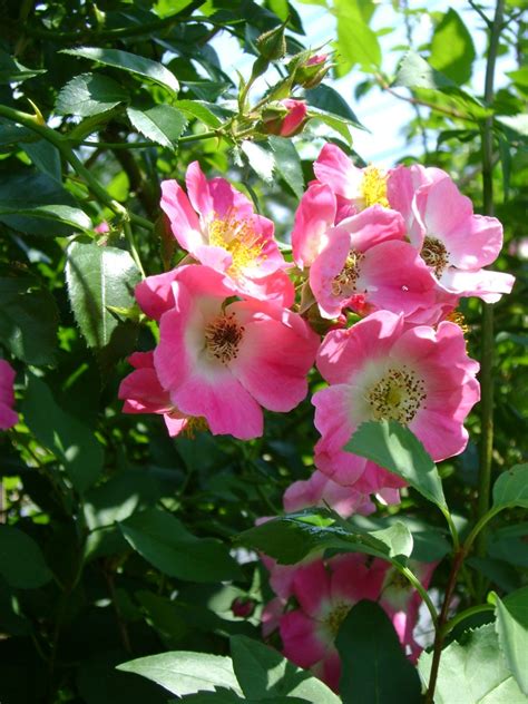 Wordless Wednesday – Wild Pink Roses – the last of June’s roses – Coneflower Soul