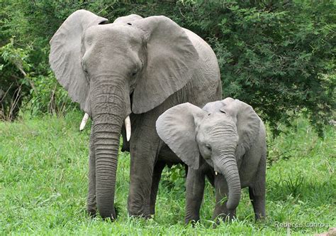 "Mother and Baby Elephant" by Rebecca Conroy | Redbubble