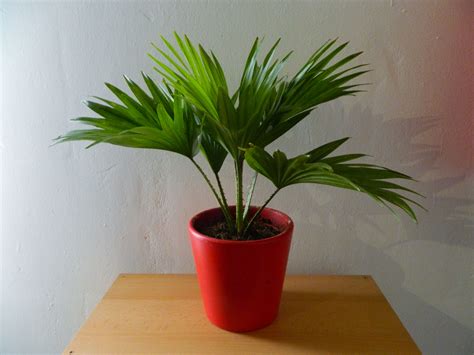 Types of Indoor Palm Plants to Grow