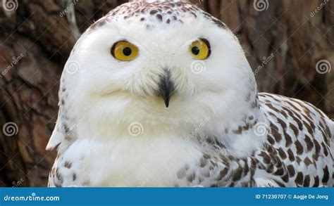 Snowy owl close-up stock image. Image of close, snow - 71230707