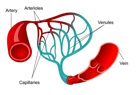 What are the Blood Vessels of the Brain? (with pictures)