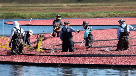 The annual cranberry harvest has begun. Here's how it's done