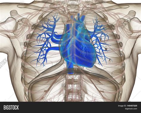 Human Heart Rib Cage, Image & Photo (Free Trial) | Bigstock