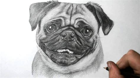 Adorable Realistic Christmas Pug Drawing - l2sanpiero