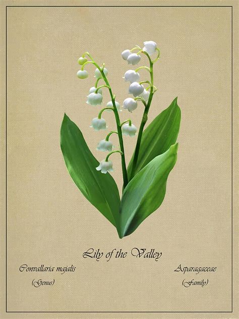 Flower Digital Art - Lily Of The Valley Botanical by M Spadecaller | Lily of the valley flowers ...