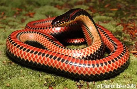 Rainbow Snake - Description, Habitat, Image, Diet, and Interesting Facts