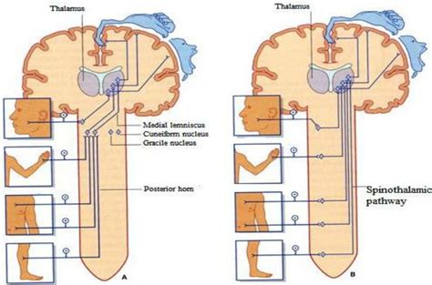 Basic diagram of the (A) posterior column-medial lemniscus pathway, B)... | Download Scientific ...