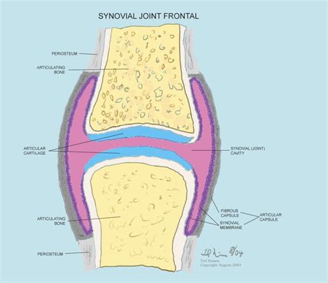 Joint Capsule