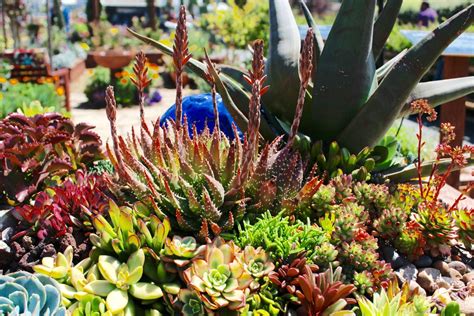 Create a Beautiful Desert Feature by Landscaping With Succulents