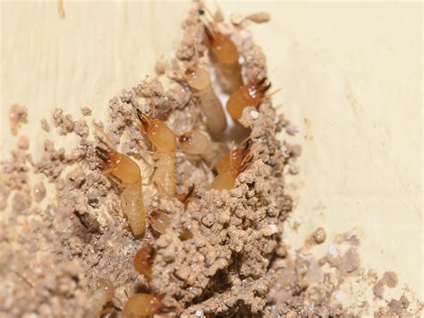 Subterranean Termites: Damage, Prevention, & Control: NPMA