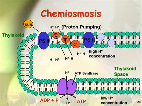 Photosynthesis - презентация онлайн