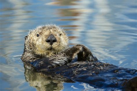 Discover Pacific Northwest Animals with the WET Science Center - ThurstonTalk