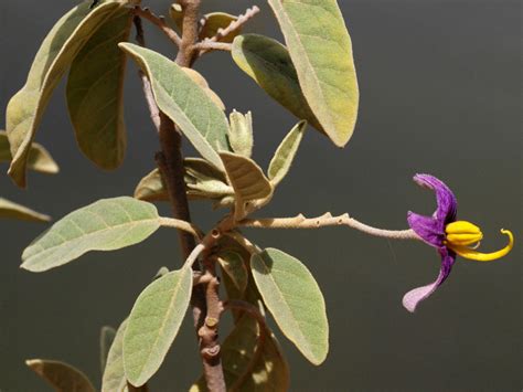 Flower Gallery :: Solanaceae :: D80A3946