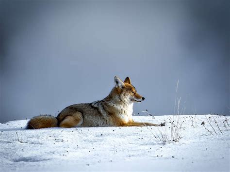 Eastern coyotes are increasingly common—here are 5 facts to know about them