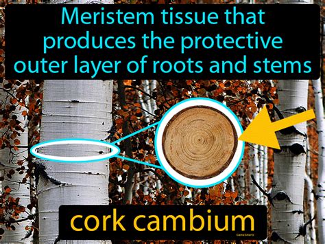 Cork Cambium Definition & Image | GameSmartz