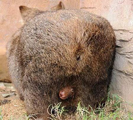 Baby Wombat Joeys Pouch Happy - Baby Animal Zoo