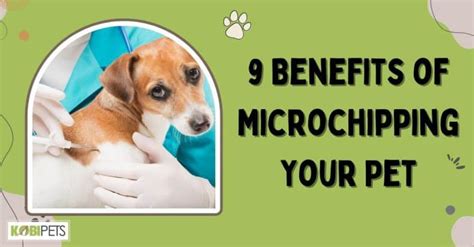 9 Benefits of Microchipping Your Pet - Kobi Pets