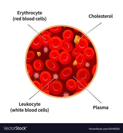 Blood composition infographic with erythrocytes Vector Image