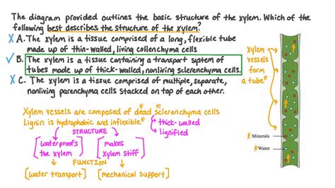 Question Video: Describing the Structure of the Xylem | Nagwa