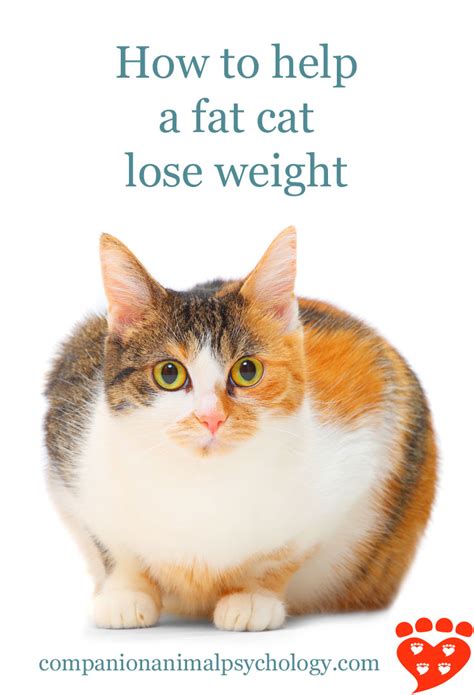 Companion Animal Psychology: How to Help a Fat Cat Lose Weight