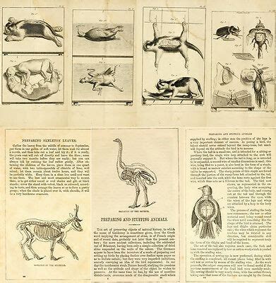 71 OLD BOOKS ON TAXIDERMY TECHNIQUES STUFFING MOUNTING ANIMALS BIRDS INSECTS DVD | #4583076749