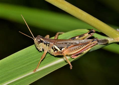 Free Images : nature, grass, wild, green, bug, fauna, invertebrate, close up, grasshopper ...